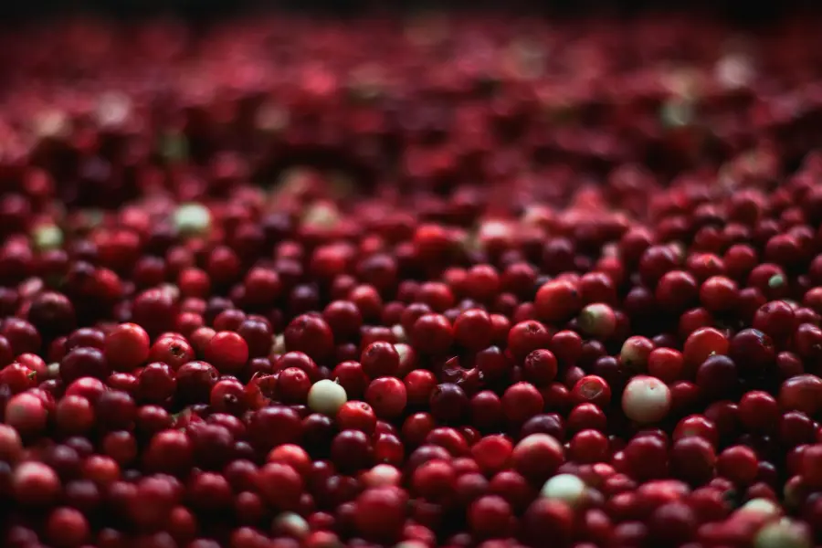 Problemi con le vie urinarie? Prova il mirtillo rosso comunemente denominato cranberry