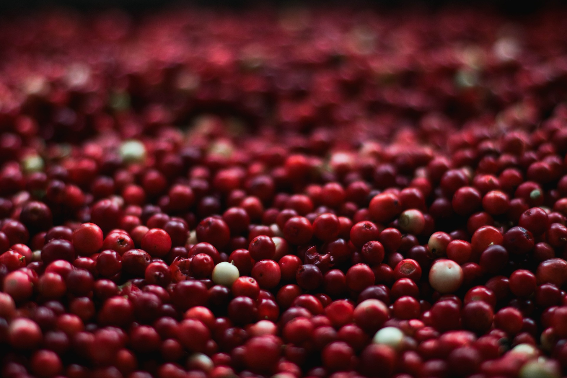 Problemi con le vie urinarie? Prova il mirtillo rosso comunemente denominato cranberry