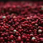 Problemi con le vie urinarie? Prova il mirtillo rosso comunemente denominato cranberry
