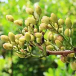 Il pistacchio di Bronte: come riconoscerlo