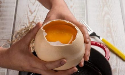Ricette gustose con le uova di struzzo