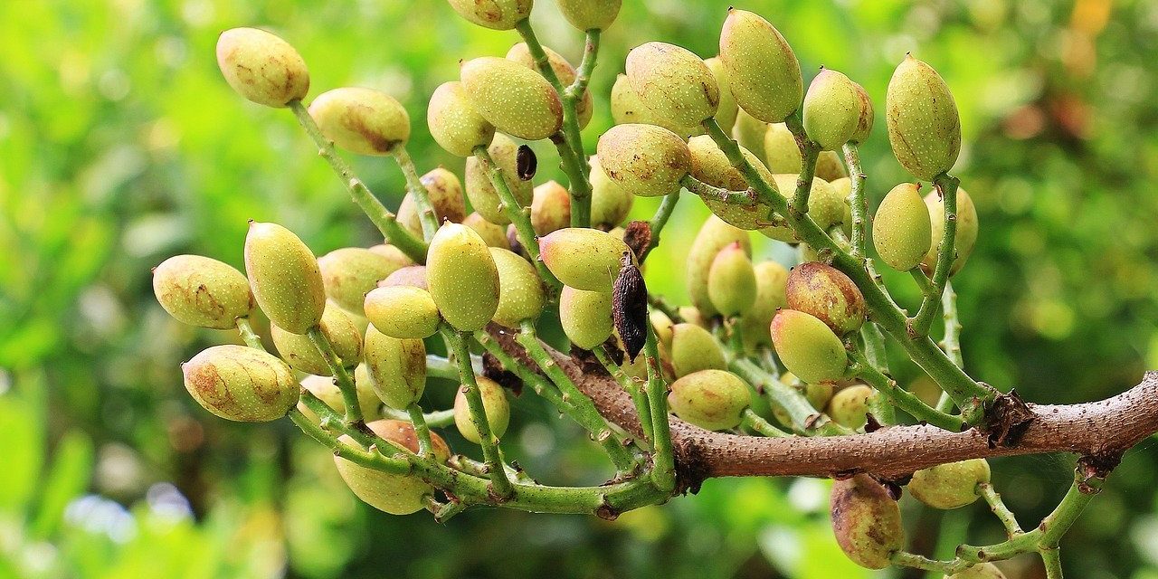 Il pistacchio di Bronte: come riconoscerlo