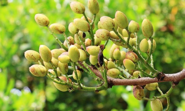 Il pistacchio di Bronte: come riconoscerlo