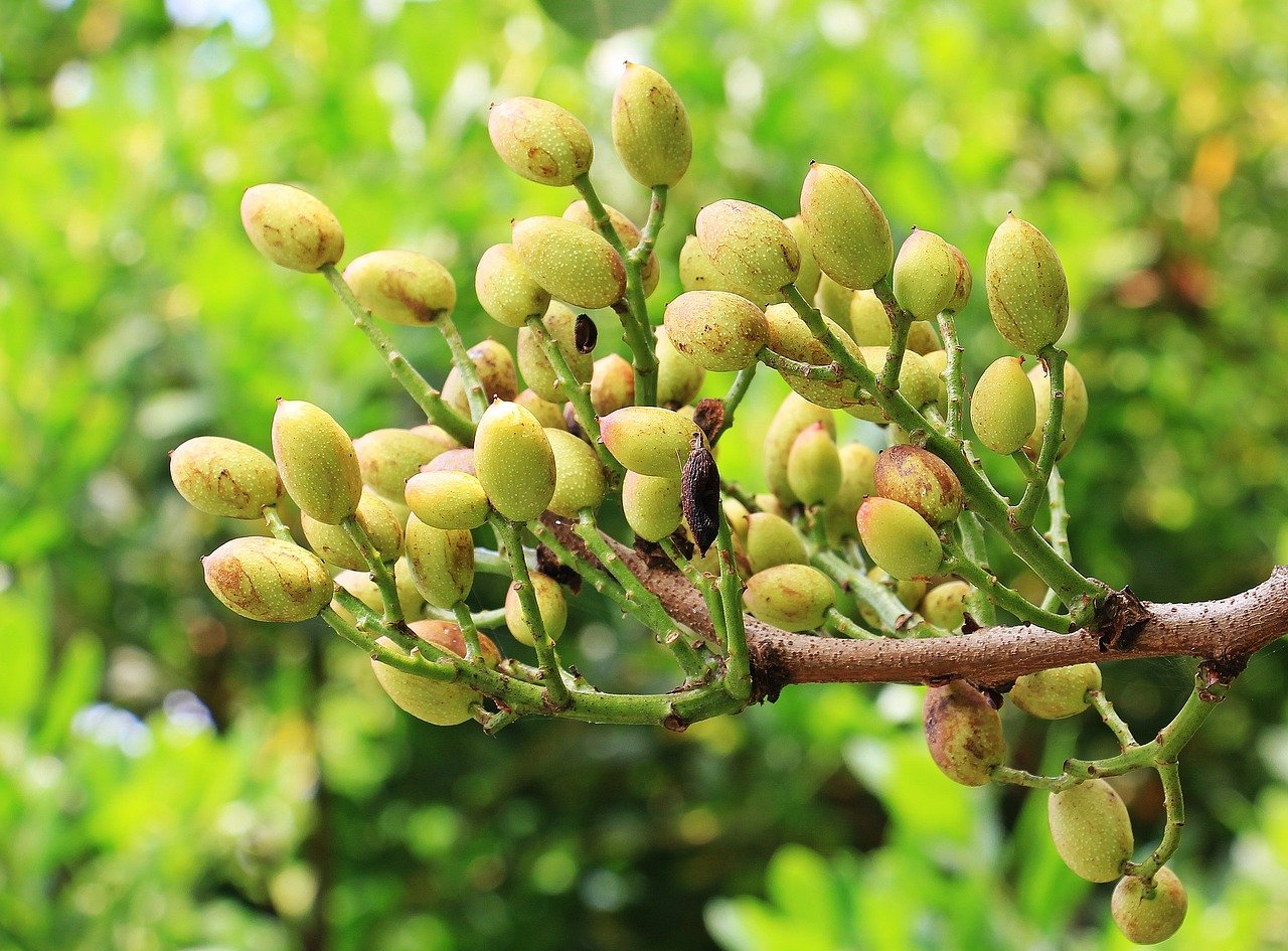 pistacchio di bronte